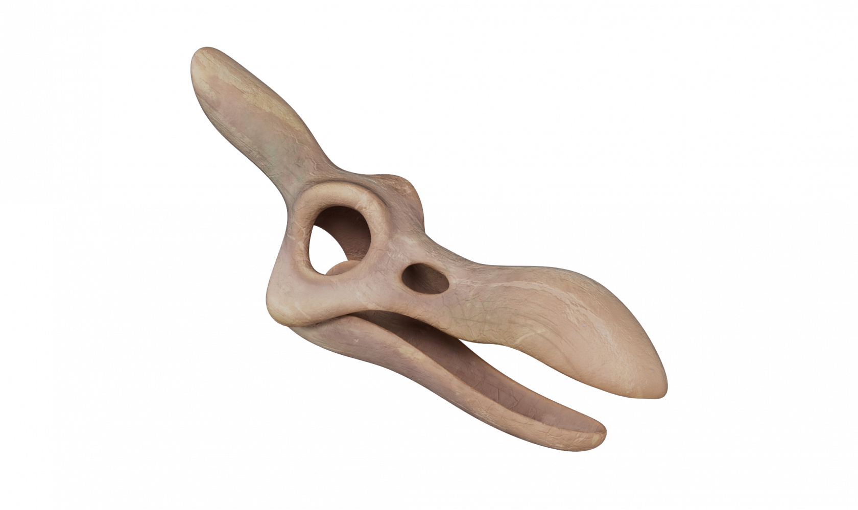 pteranodon_skull.png